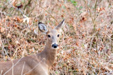 Kameraya bakan beyaz kuyruklu dişi geyiğin yatay resmi.
