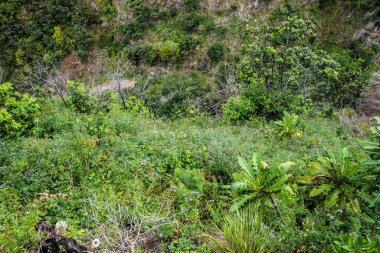 Ormanda bir ağaç değirmeninden görülen bir patikanın havadan görüntüsü.