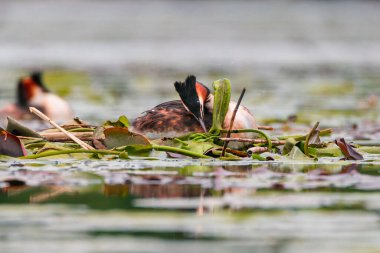 Büyük ibikli yunus balığı gölette yüzüyor