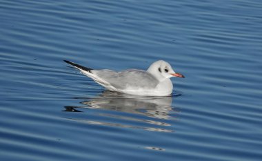 Gölün sakin sularında yüzen siyah kafalı bir martının yakın çekimi.