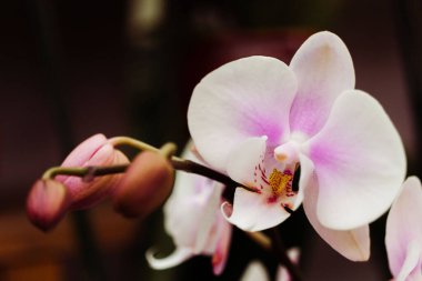 Güzel bir güve orkidesinin yakın çekimi. Phalaenopsis.