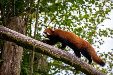 Bir dalda yürüyen kırmızı panda (Ailurus fulgens)