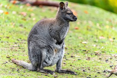 Avustralya 'da çimlerin üzerinde duran sevimli bir kangurunun seçici odak noktası.