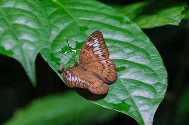 Yeşil yaprağın üzerine tünemiş seçici bir Malay vikont (tanaecia pelea) görüntüsü