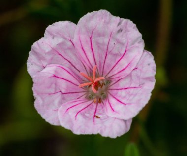 Bulanık arkaplanda kanlı bir sardunyanın yakın plan çekimi.