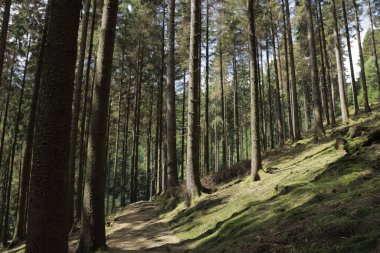 Sauerland, Almanya 'da güneş altında uzun ağaçların olduğu bir ormanda dar bir patika.