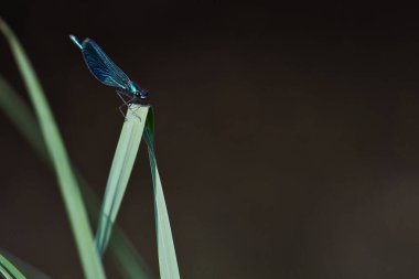Güzel, mavi bir genç kızın yakın plan bir yaprağın üzerinde, koyu bulanık bir arkaplanı olan bir sineğin fotoğrafı.