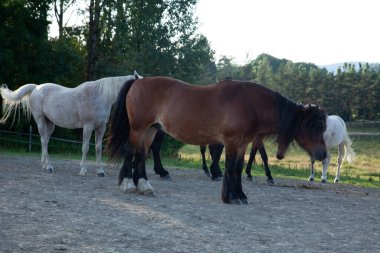 Yeşil bitkiler ve ağaçlarla çevrili bir grup at tarlanın yakınındaki ağılda.