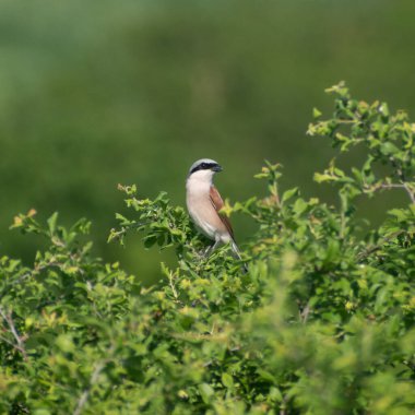 Yeşil ağaç dalları üzerinde kırmızı sırtlı bir örümceğin sığ odak noktası.