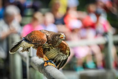 Bir körfez kanatlı şahinin (parabuteo unicinctus)