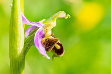 Arı orkidesi (Ophrys apifera), yeşil arka planlı yan makro detay, doğa konsepti.