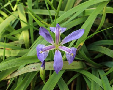 Güneşli bir tarlada uzun, açık yeşil yapraklarla çevrili narin bir zigzag süsen çiçeğinin yakın çekimi.