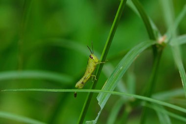 Yeşil çimlerde bir Çekirge 'nin yakın çekimi