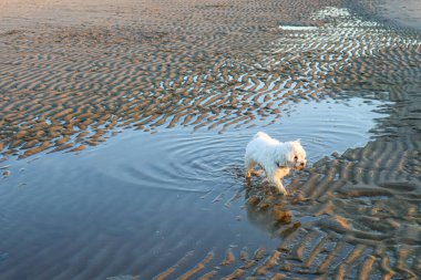 Kumsalda yürüyen beyaz bir köpek yavrusu.