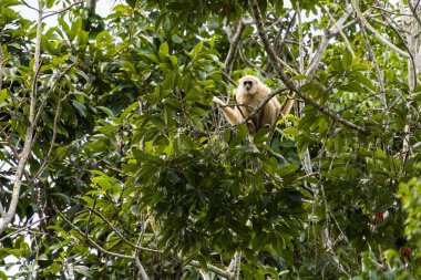 Beyaz elli Gibbon Ağaç Dalları 'nda dinleniyor, Tayland, Khao Yai