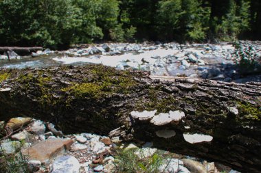 Yosun ve mantarlarla kaplı bir kütüğün yakın çekimi.