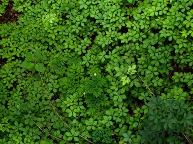 Birkaç yalnız beyaz çiçekli bir bitki yatağının yukarıdan aşağı görüntüsü.