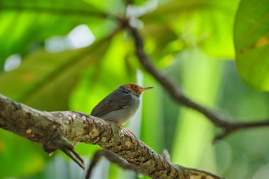 Ağacın üzerindeki Ashy terzi kuşu (Orthotomus ruficeps).