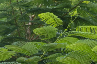 Güneşli bir günde bir bahçede yetişen güzel Senegalia Pennata bitkilerinin yakın çekimi.