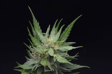 Çiçek açan Kenevir Marihuana Yeşil Tomurcuklar Olgunlaşmış Çiçekler