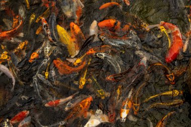 Gölette yüzen küçük Japon balığının manzarası.