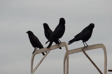 Bulutlu gökyüzü arka planında metal bir yüzeye tünemiş birkaç siyah karga.