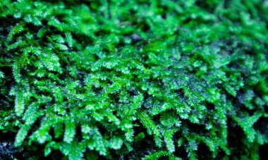 Islak bir kayanın üzerinde büyüyen yeşil yosunların yakın plan çekimi.