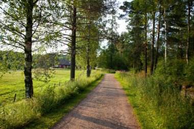 Kırsal evlere giden yemyeşil bitkiler ve ağaçların arasından geçen bir patika.