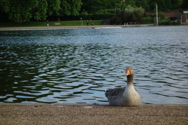 Gölün kıyısındaki grilag kazına yakın çekim.