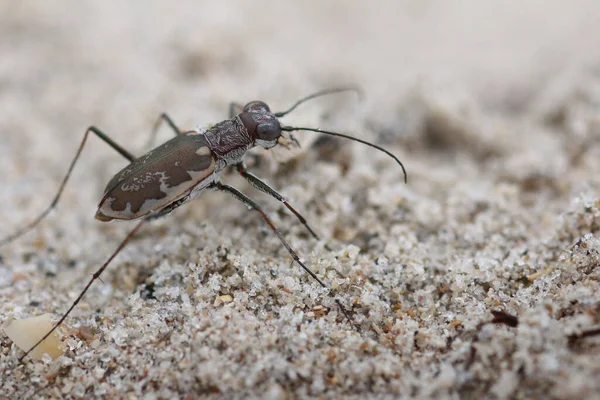Eine Nahaufnahme Eines Käfers Auf Dem Boden — Stockfoto