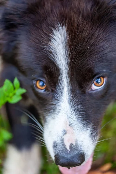 Tiro Vertical Cão Border Collie Olhando Para Cima Com Língua — Fotografia de Stock