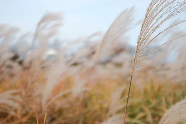 韓国ソウルのソウル公園の畑で栽培されている小麦のクローズアップショット — ストック写真