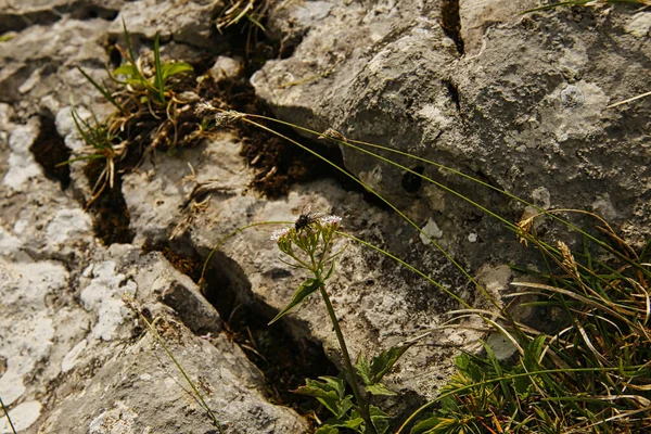 Une Mouche Debout Sur Une Plante Métalasie Avec Des Fleurs — Photo