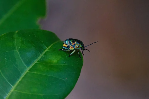 树叶上一只绿色甲虫的特写镜头 — 图库照片