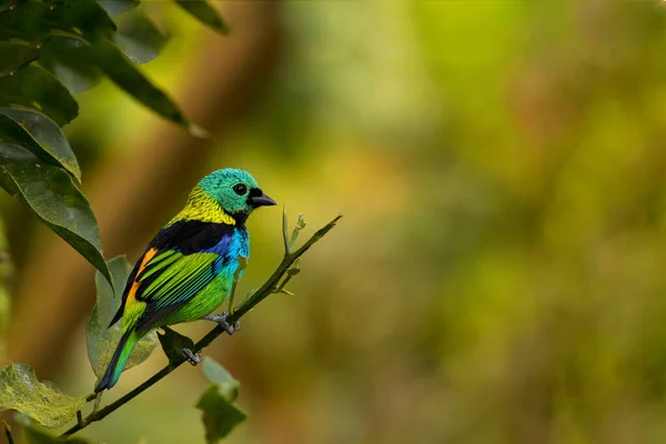 一只彩色的镀金边的丹麦鸟在树枝上发出的选择性的聚焦镜头 — 图库照片