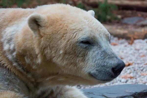 Portrait Tired Polar Bear Forest — Stock Photo, Image