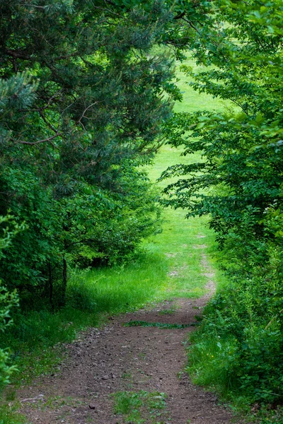 Una Strada Sterrata All Uscita Dal Bosco Selvaggia Natura — Foto Stock