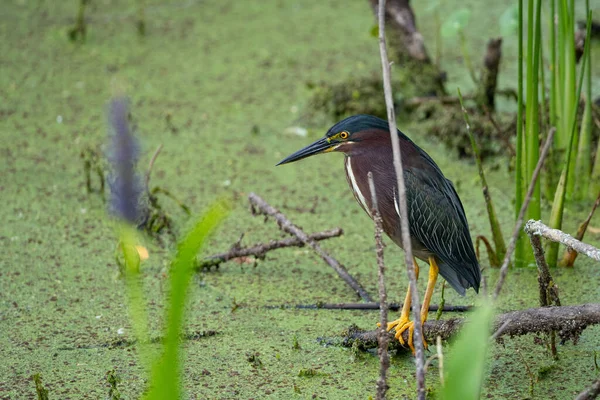 Bir kütüğün üzerine tünemiş yeşil balıkçıl (Butorides virescens) seçici bir odak çekimi