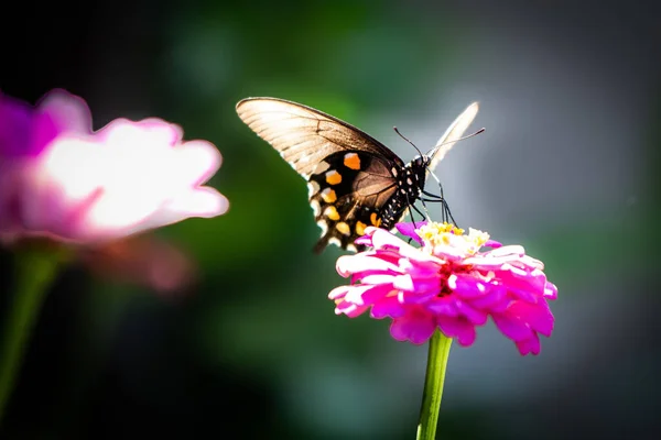 Closeup Shot Beautiful Butterfly Flower Blurred Nature Background — Stock Photo, Image