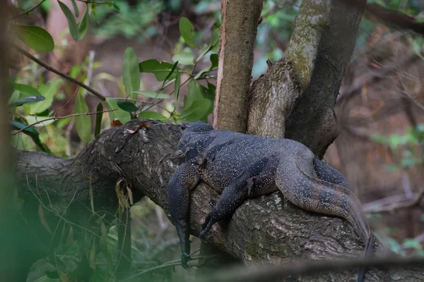 Ağacın gövdesinde duran bir kertenkelenin yakın çekim görüntüsü.