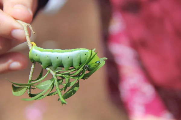 Een Close Shot Van Groene Worm Tak Van Een Boom — Stockfoto