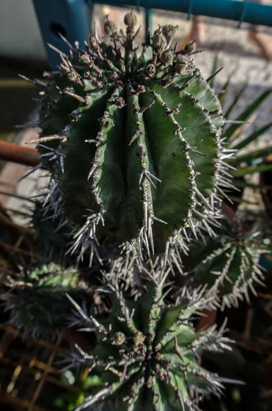 Close Green Cactus Succulent Plant — Stock Photo, Image