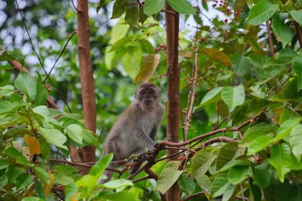 Plan Rapproché Macaque Assis Sur Une Branche Arbre — Photo