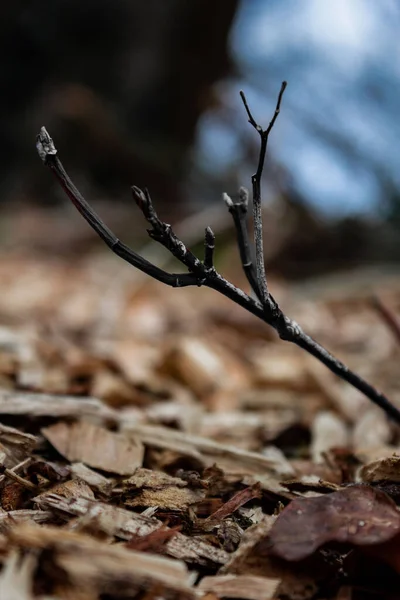 Bir Orman Zeminindeki Kırık Bir Dal Parçasının Dikey Çekimi — Stok fotoğraf