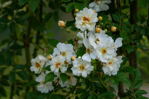 Foco Seletivo Rosas Brancas Parque — Fotografia de Stock