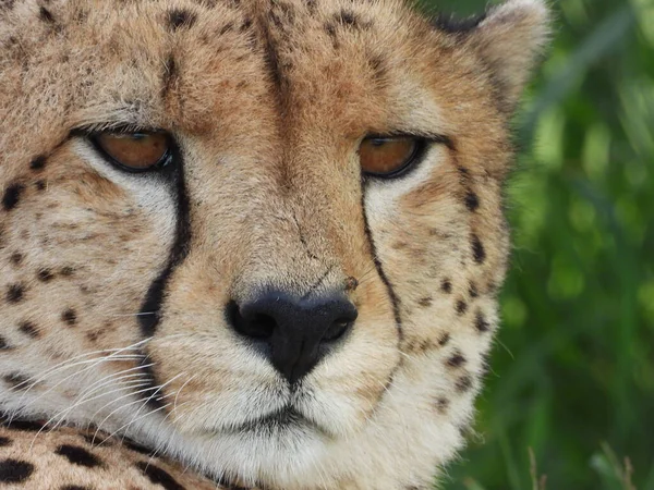 Een Close Opname Van Een Zuid Afrikaanse Cheeta Maasai Mara — Stockfoto