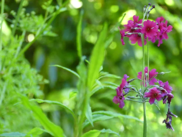 Parry 'nin çiçeklerinin bahçedeki seçici odak noktası.