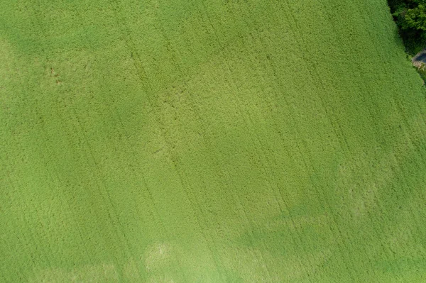 春の麦畑の空中風景 — ストック写真