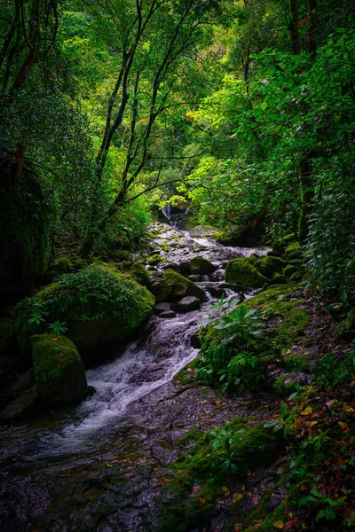 Vertikální Záběr Krásného Jezera Lese — Stock fotografie