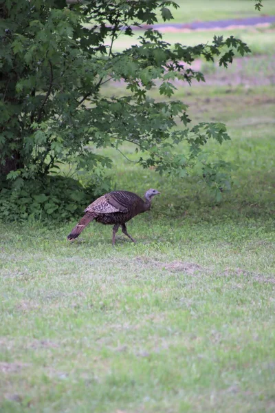 Selective Focus Shot Wild Turkey Meleagris Gallopavo — Stock Photo, Image
